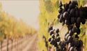 An-actual-Vineyard