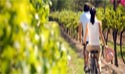 Vineyard Walkways-and-cycle-path