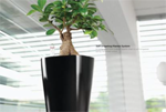 godreje-city-Energy-tree 